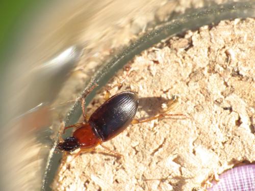 Réf. 275 154 : Calathus cinctus
